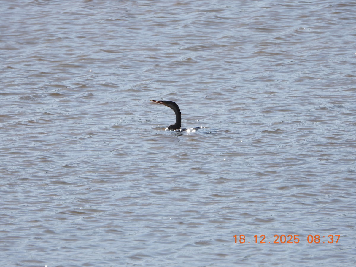 Australasian Darter - ML647098619