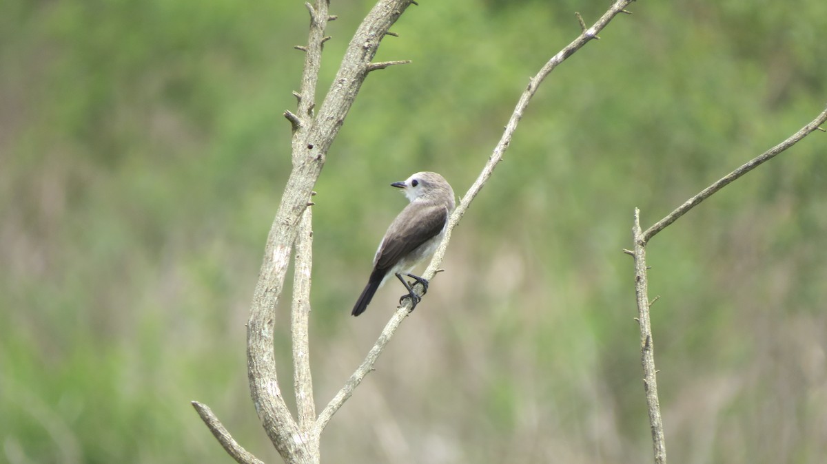 hvithodetyrann - ML647098622