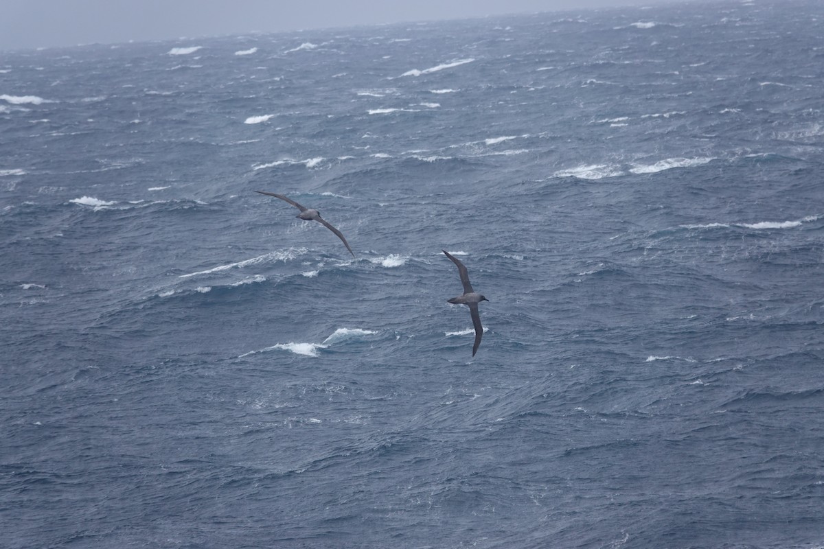 Light-mantled Albatross - ML647098623