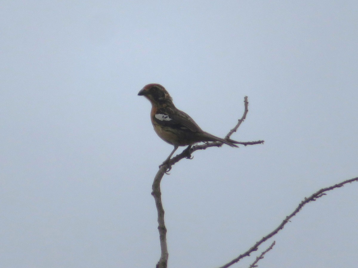 Rara à queue rousse - ML647098633