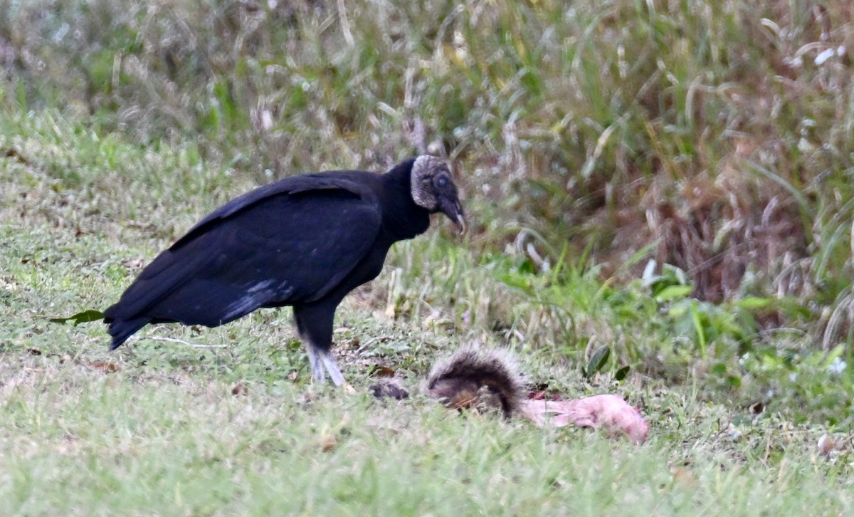 Black Vulture - ML647098634