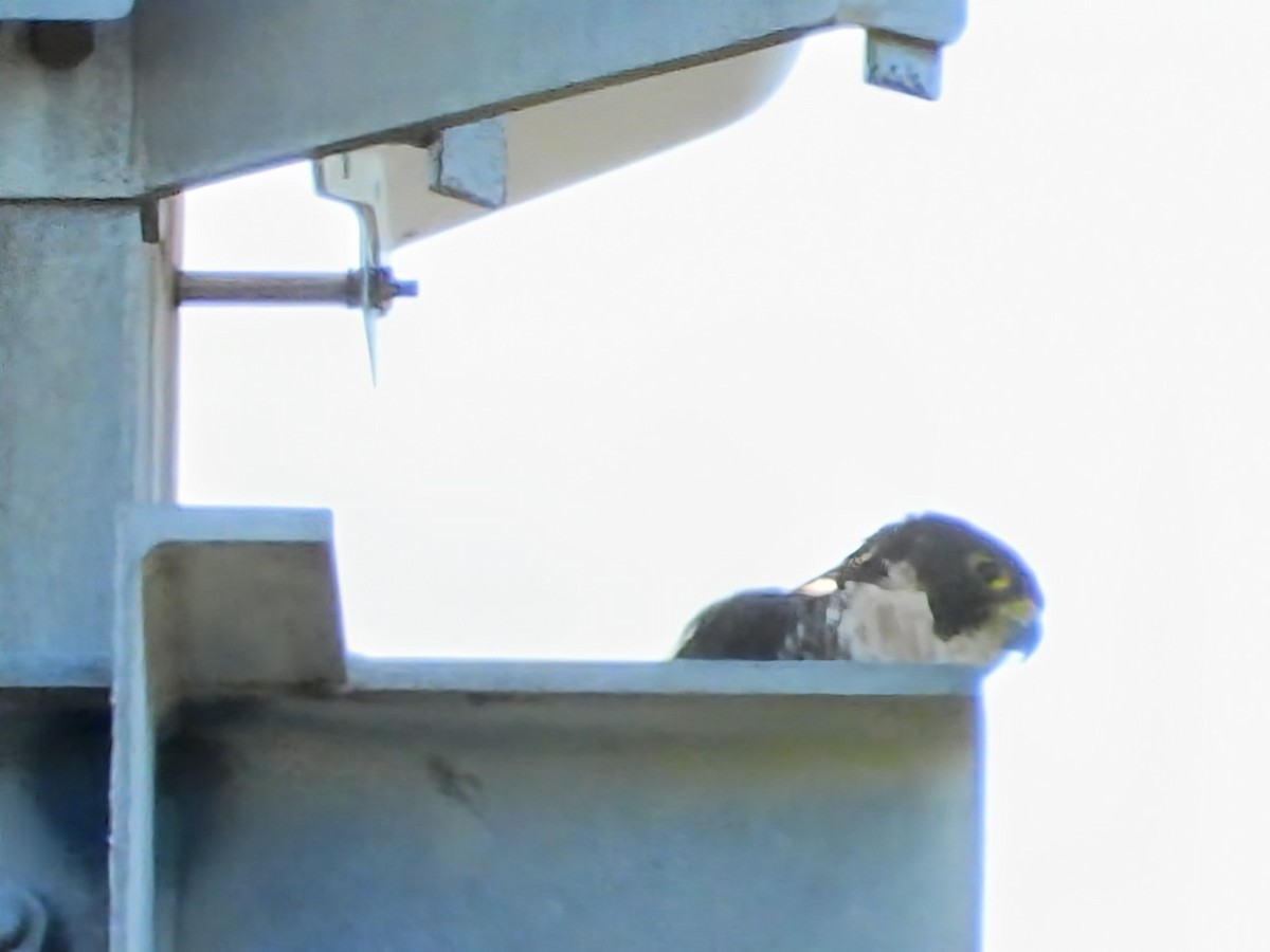 Peregrine Falcon - ML647098635