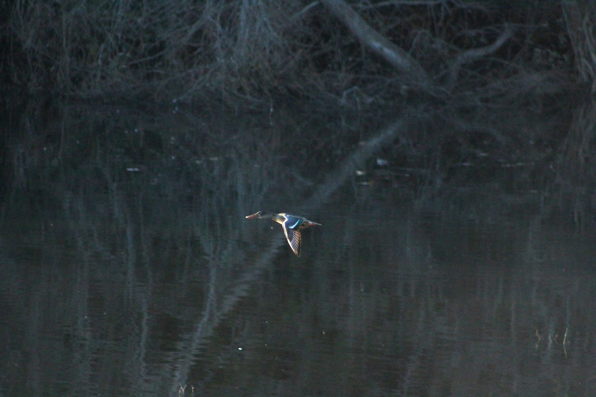 lžičák pestrý - ML647098637