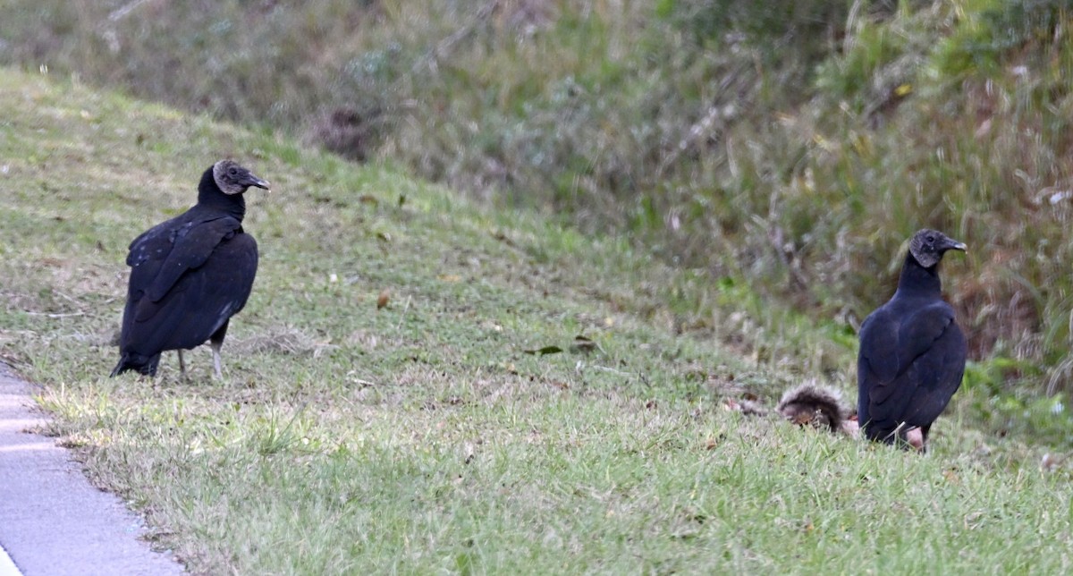 Black Vulture - ML647098643