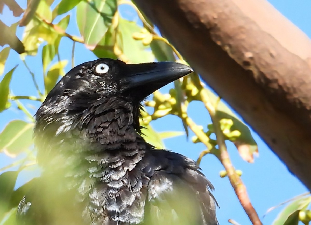 Australian Raven - ML647098646