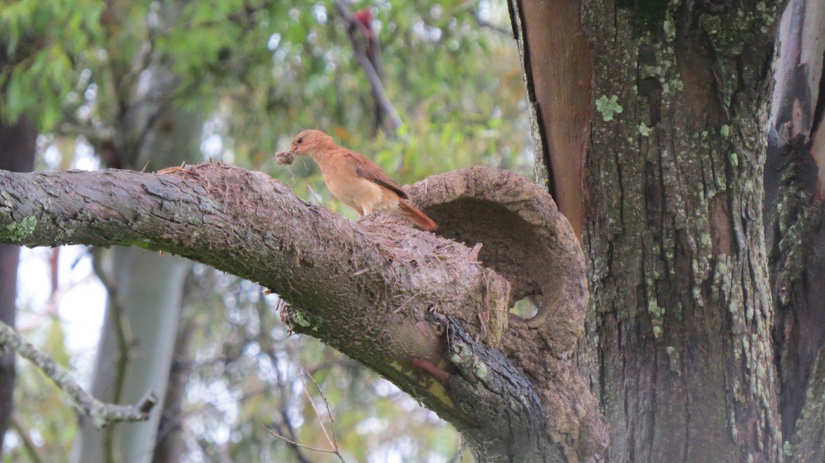 Rufous Hornero - ML647098647