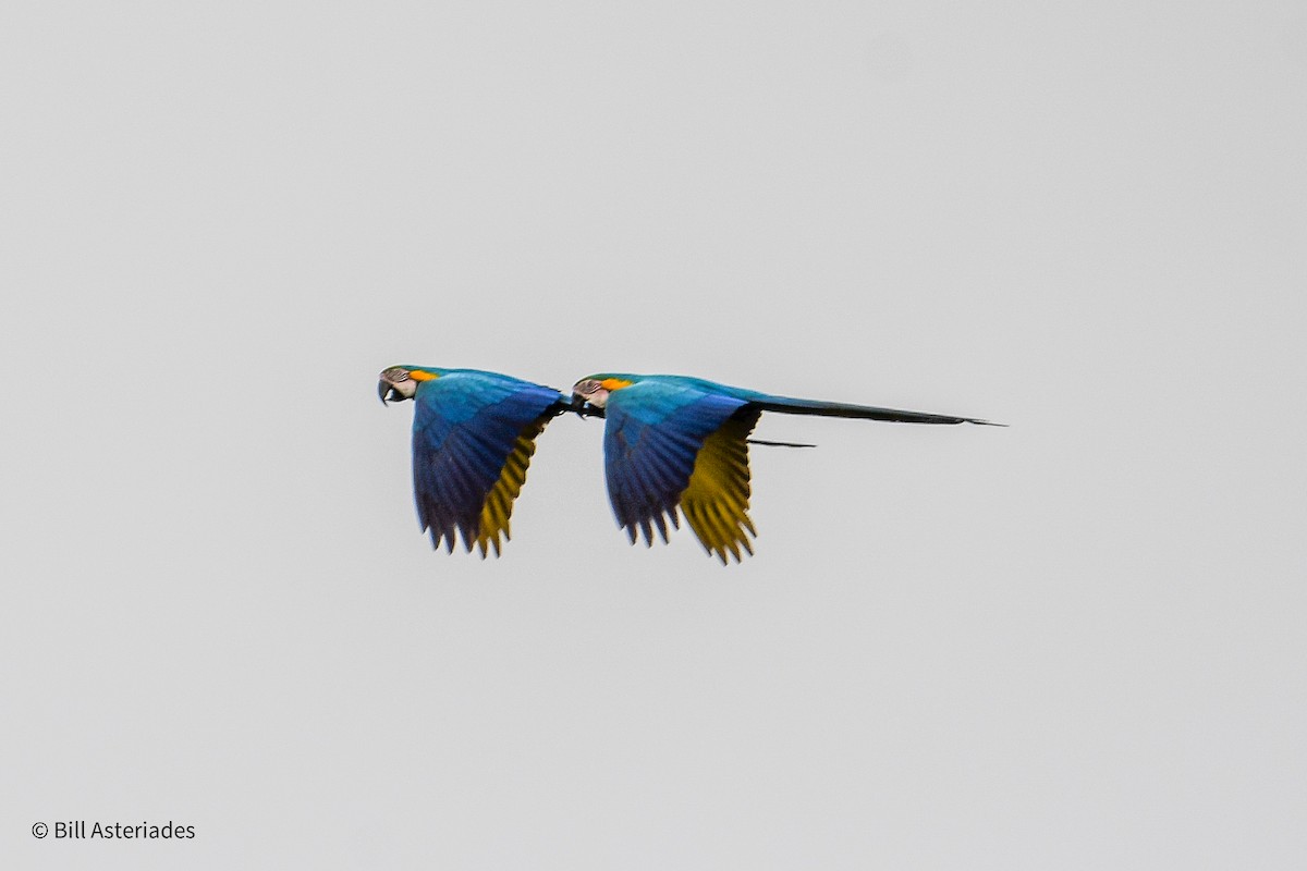 Blue-and-yellow Macaw - ML647098657