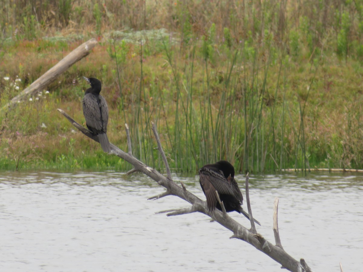 Cormoran vigua - ML647098659