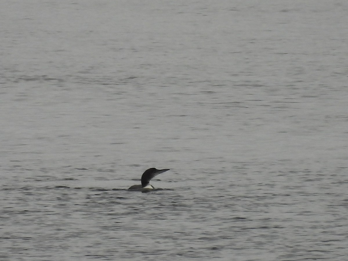Common Loon - ML647098665