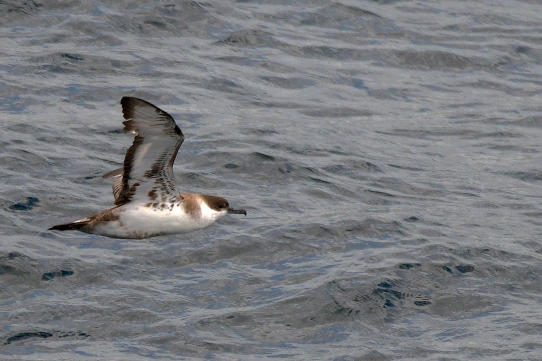Great Shearwater - ML647098670