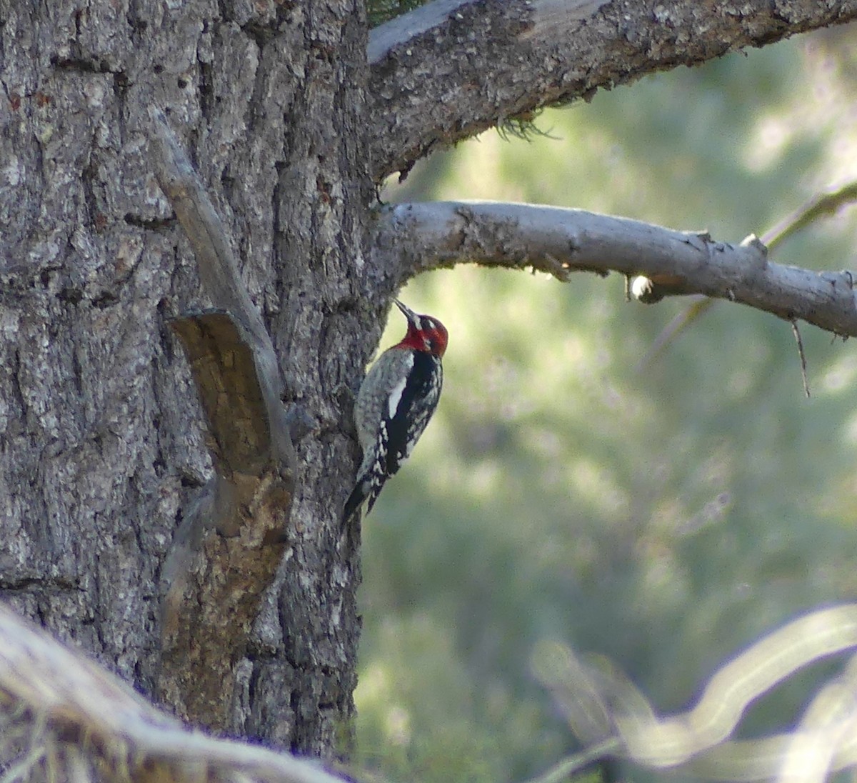 Red-naped x Red-breasted Sapsucker (hybrid) - ML647098676