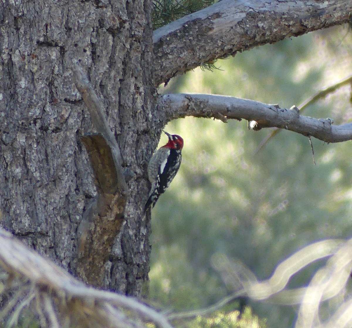 Red-naped x Red-breasted Sapsucker (hybrid) - ML647098677