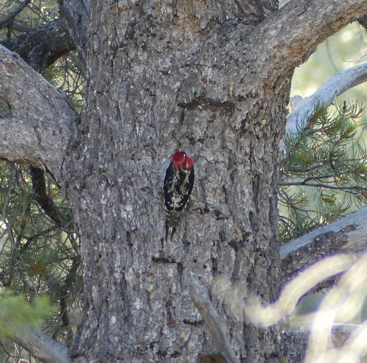 Red-naped x Red-breasted Sapsucker (hybrid) - ML647098678