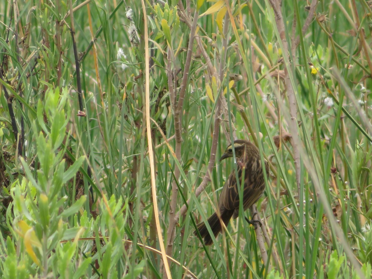 Carouge galonné - ML647098679