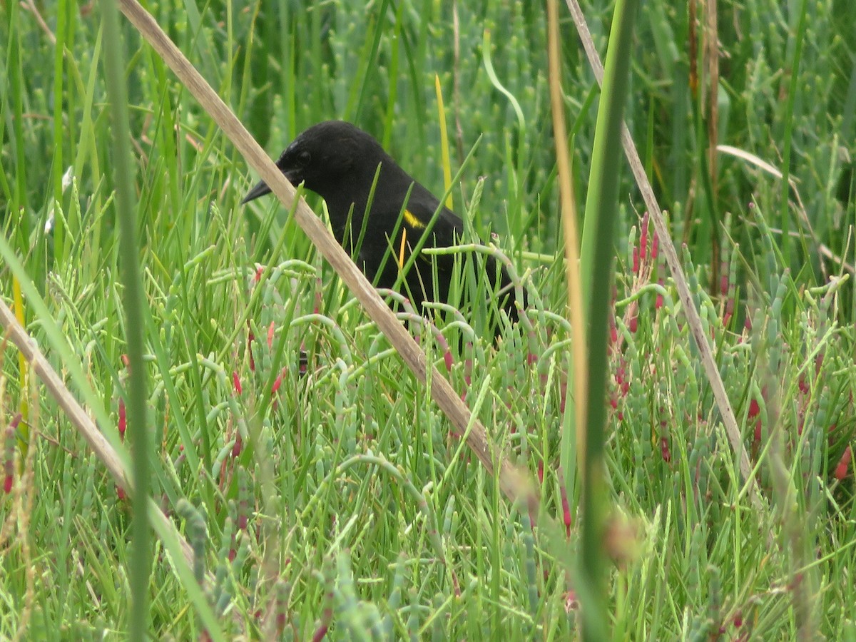 Carouge galonné - ML647098680