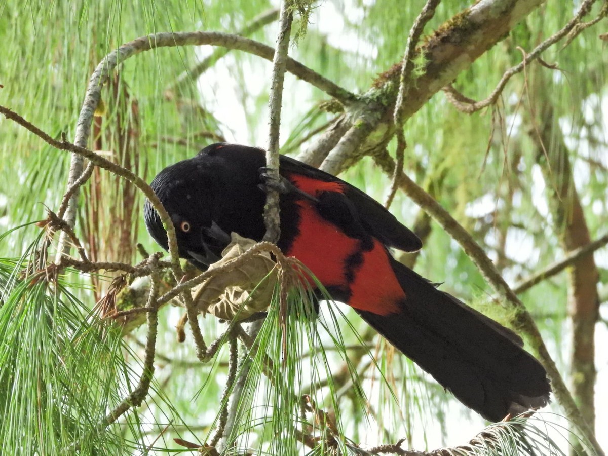 Red-bellied Grackle - ML647098681