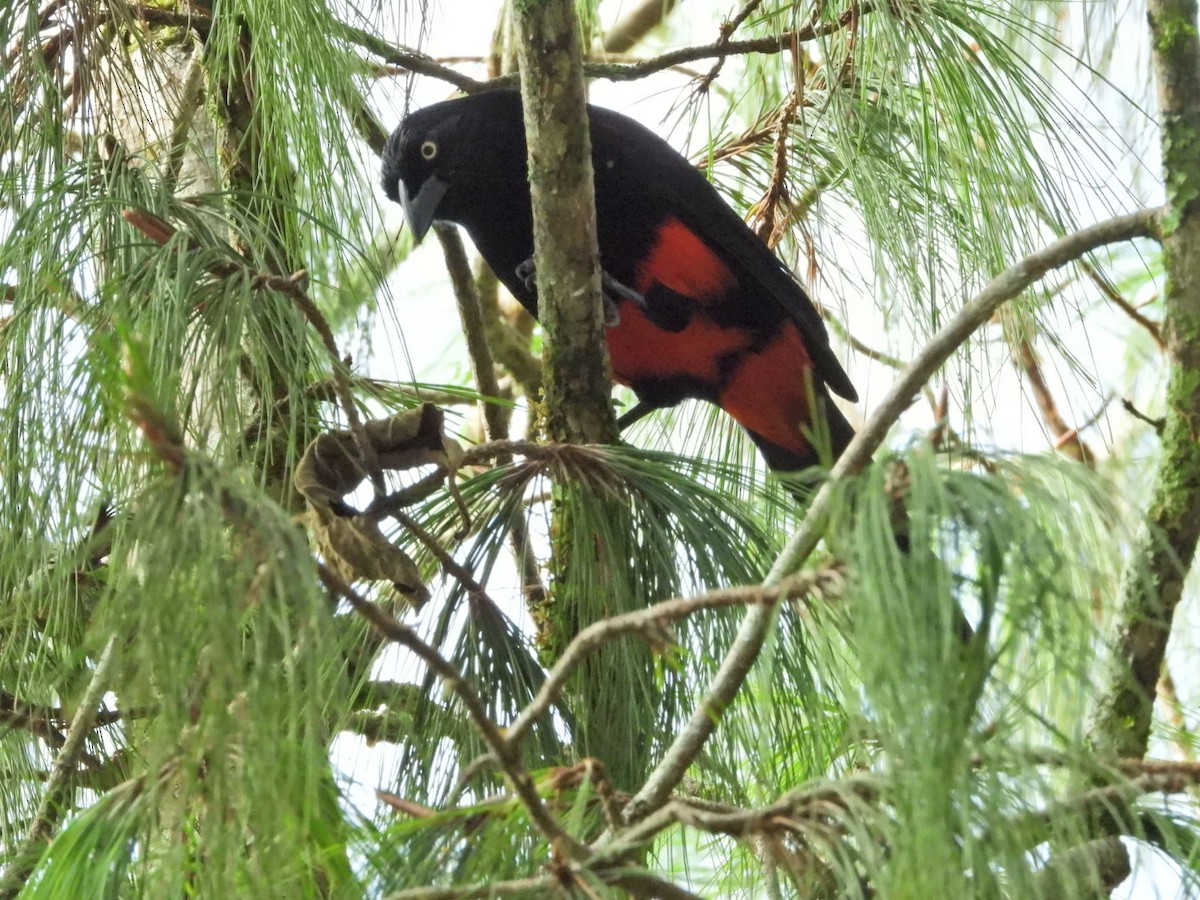 Red-bellied Grackle - ML647098682