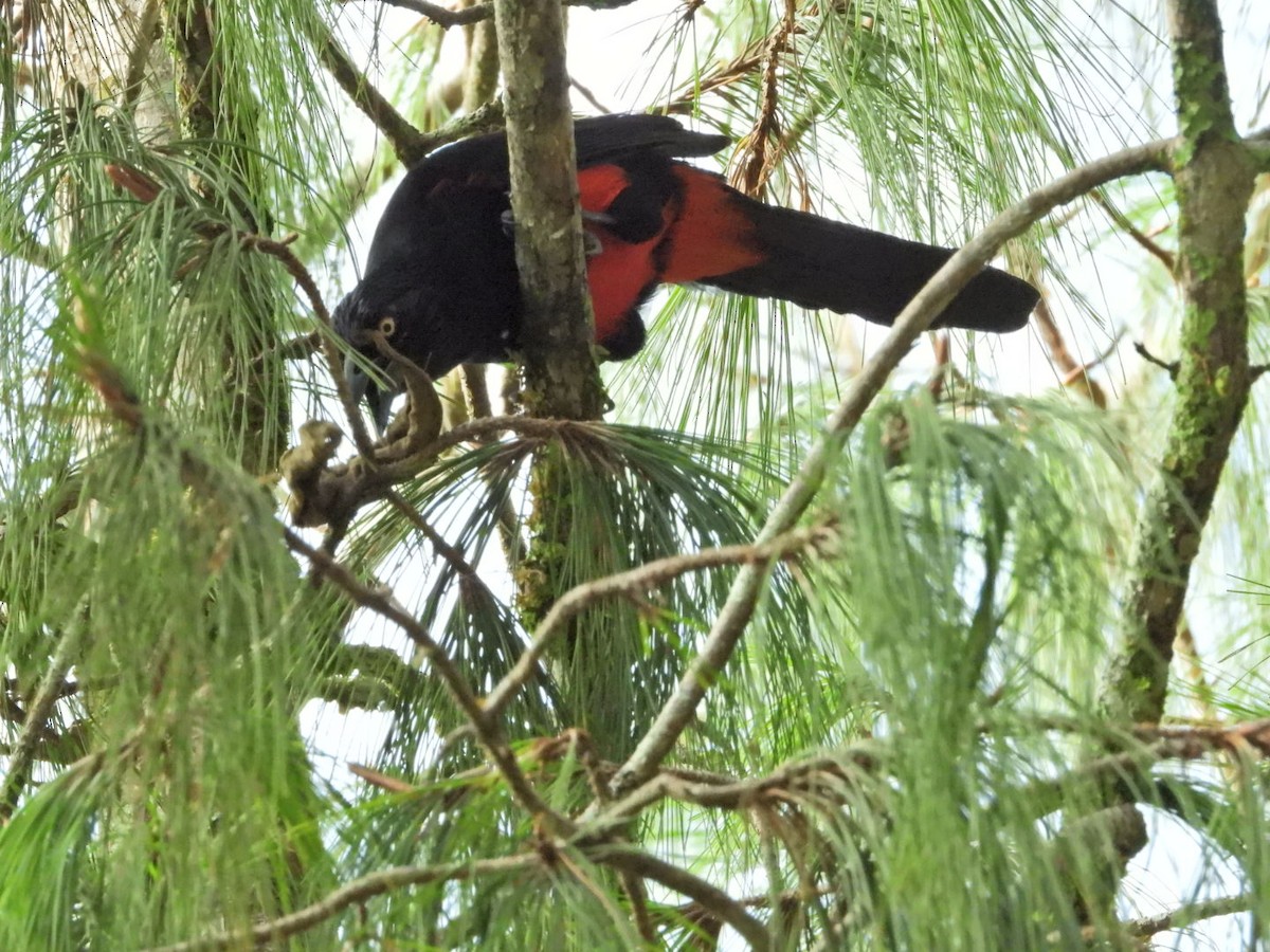 Red-bellied Grackle - ML647098683