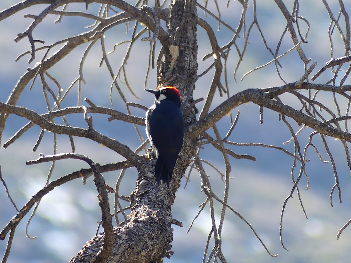 Acorn Woodpecker - ML647098685