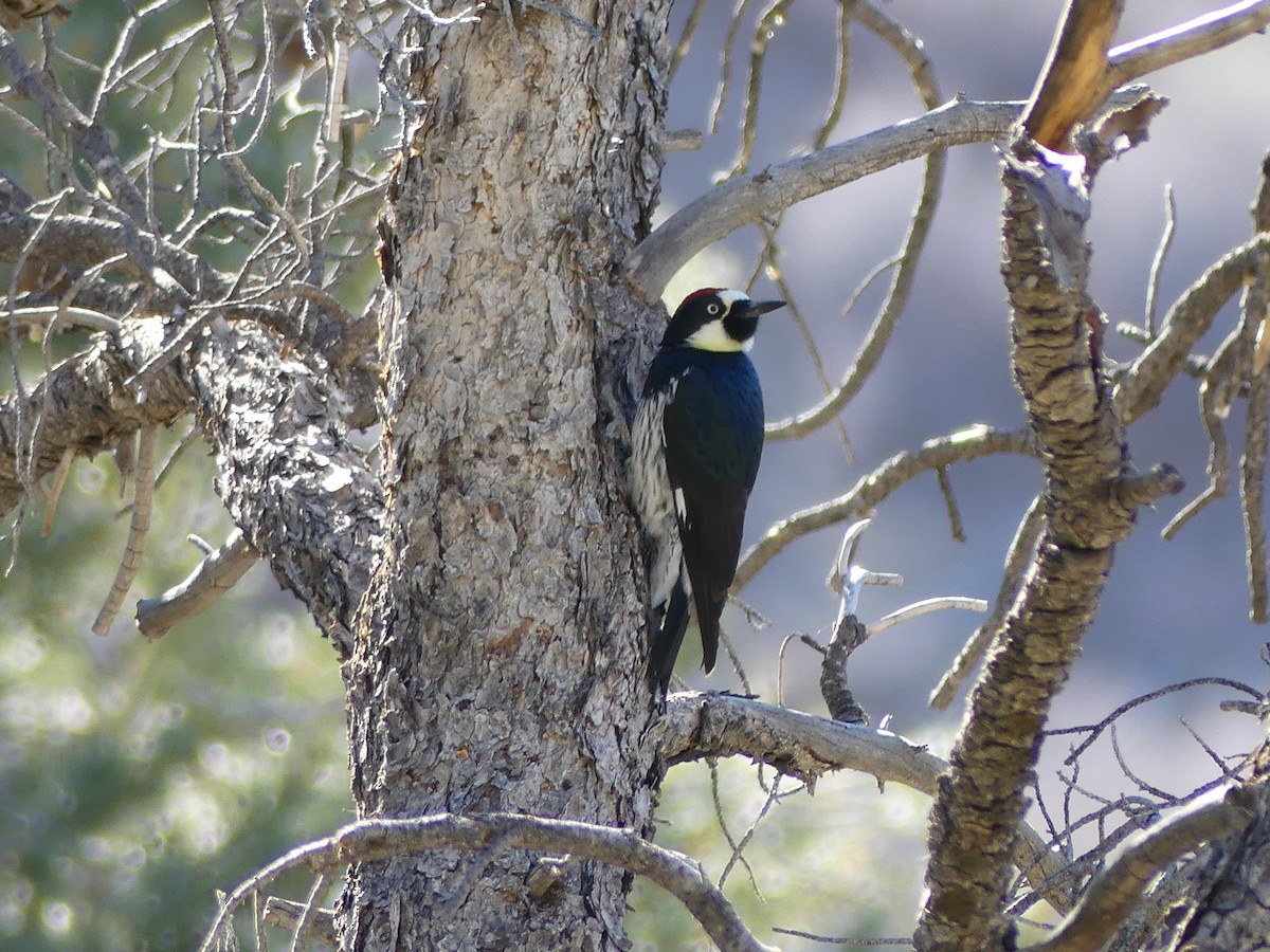 Acorn Woodpecker - ML647098686