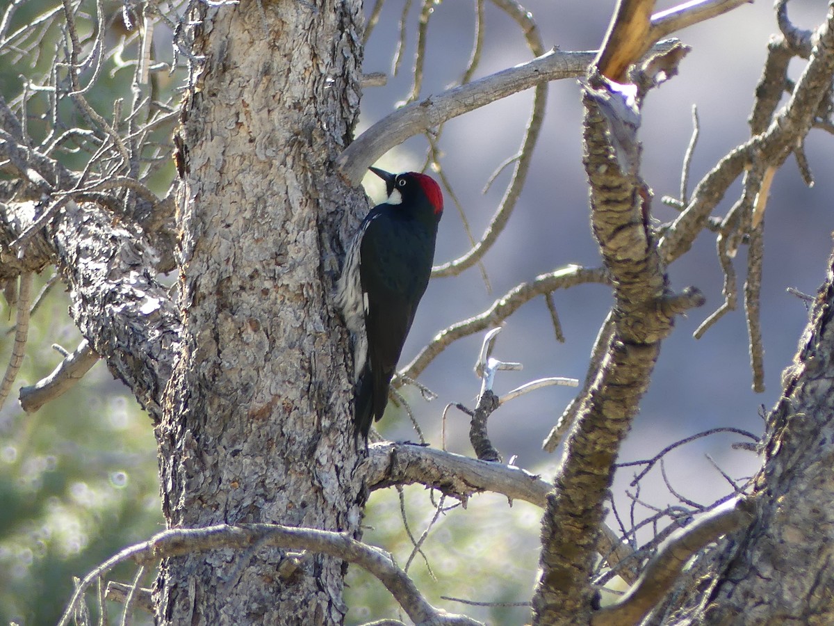Acorn Woodpecker - ML647098687