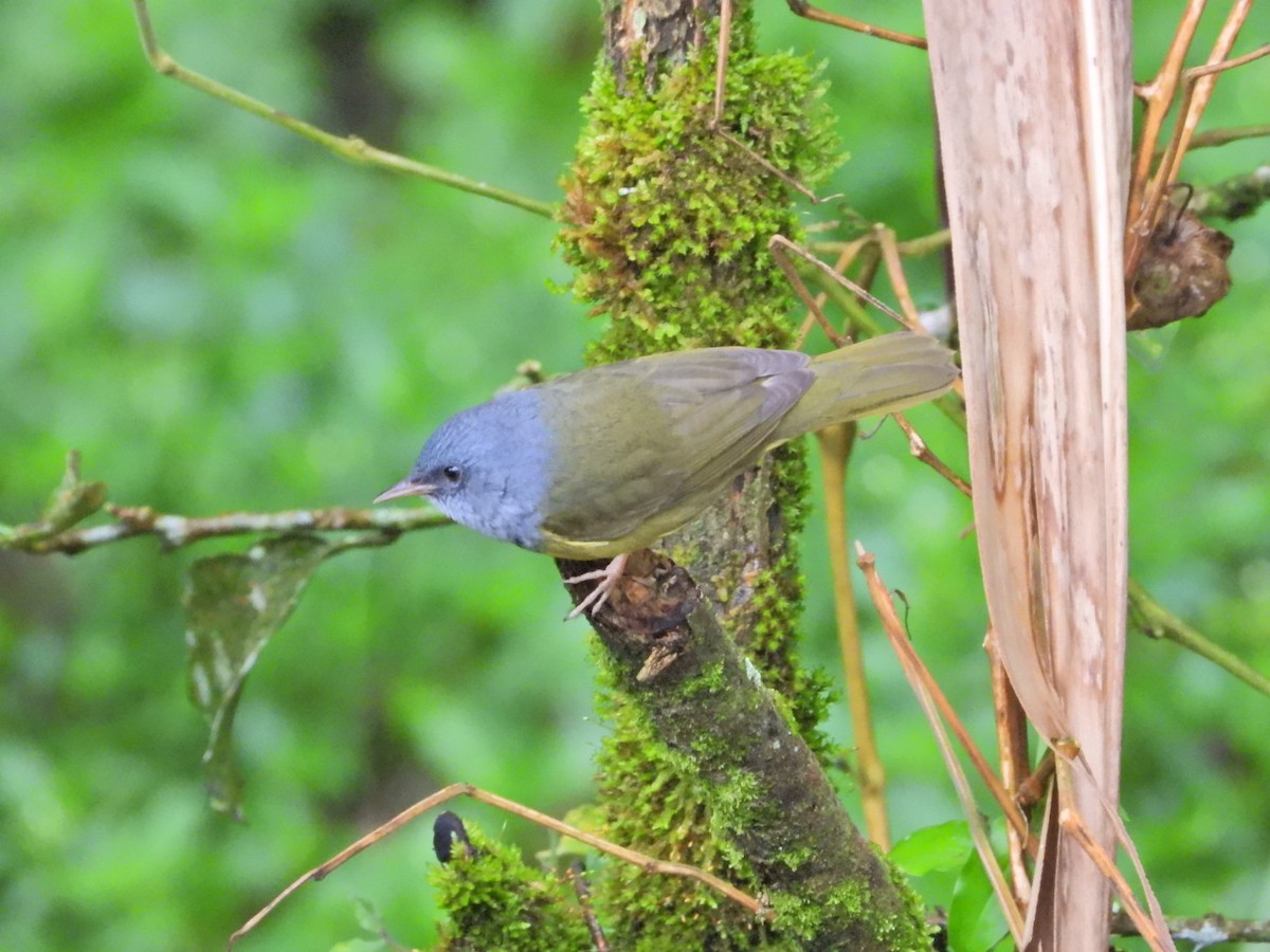 Mourning Warbler - ML647098692