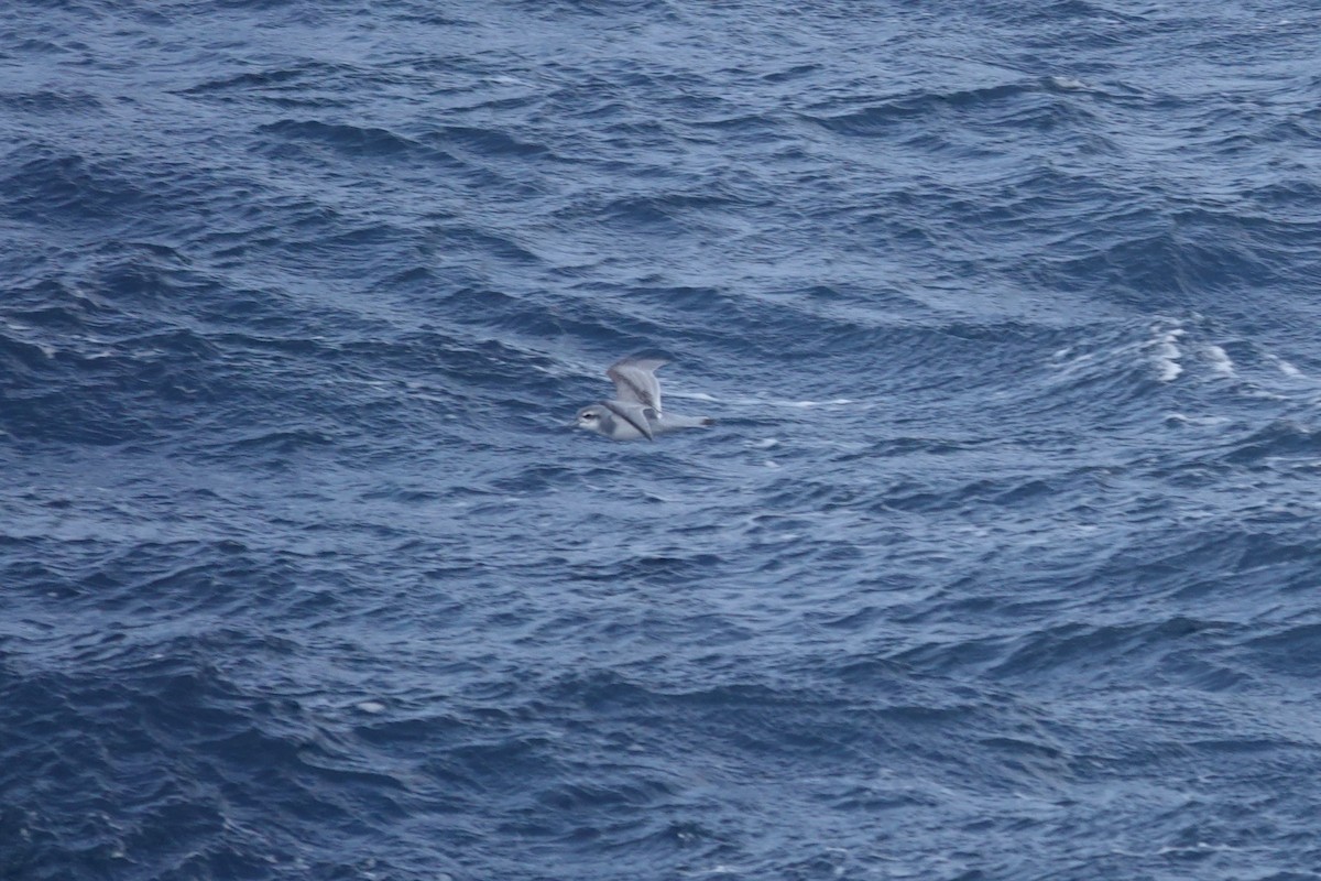 antarktishvalfugl - ML647098693