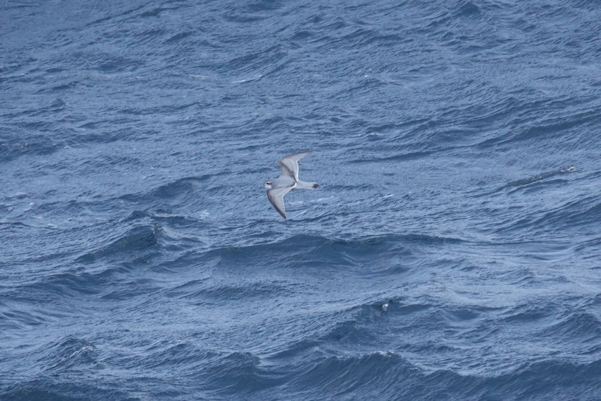 antarktishvalfugl - ML647098694