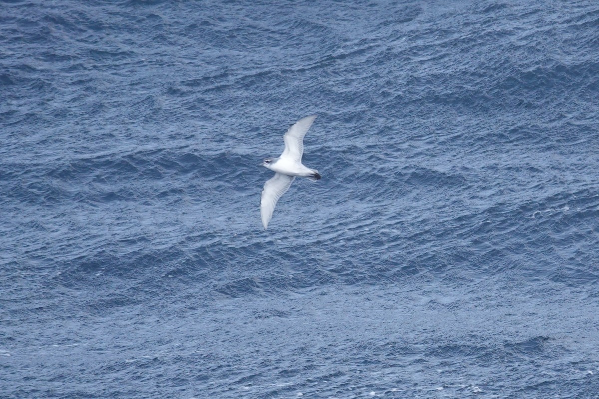 antarktishvalfugl - ML647098695