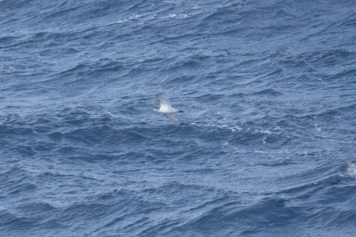 antarktishvalfugl - ML647098696