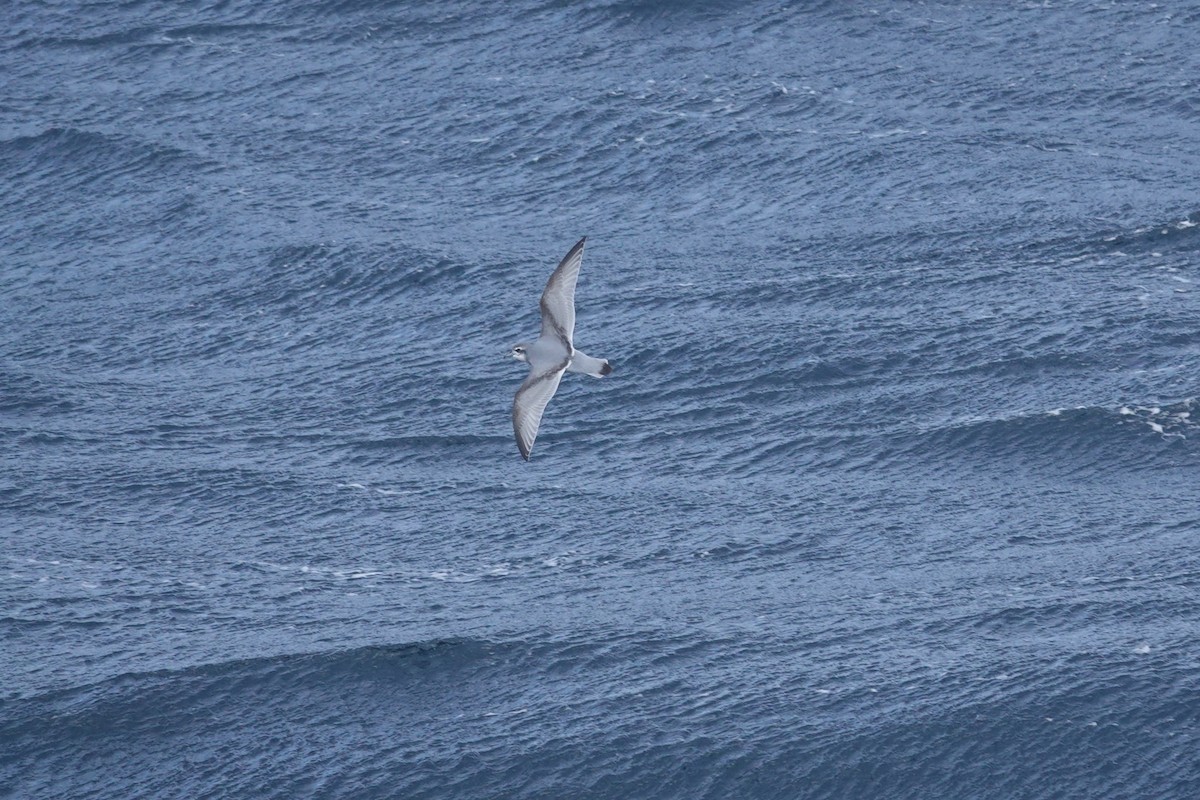 antarktishvalfugl - ML647098697