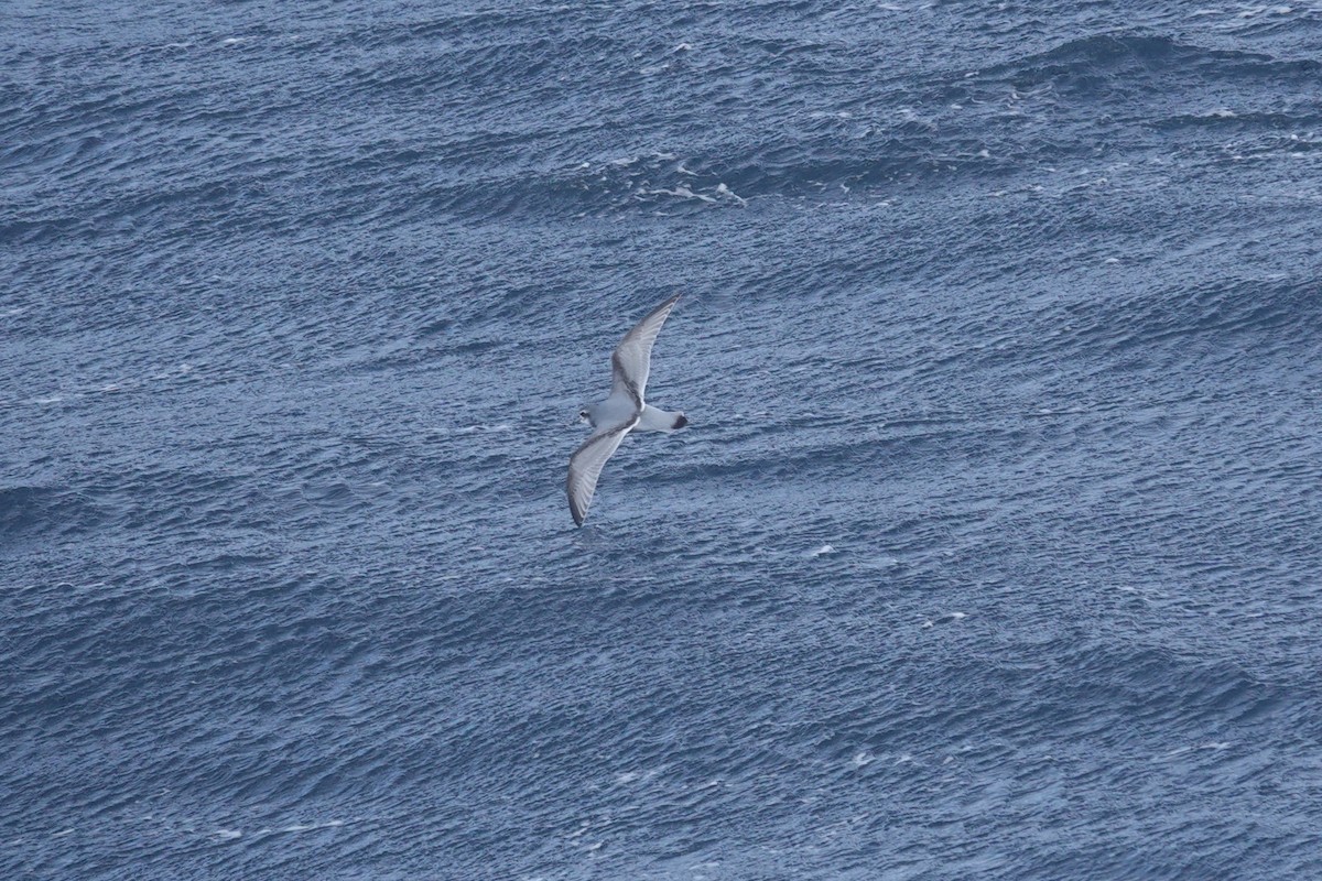 antarktishvalfugl - ML647098698