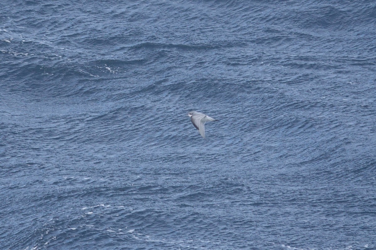 antarktishvalfugl - ML647098699