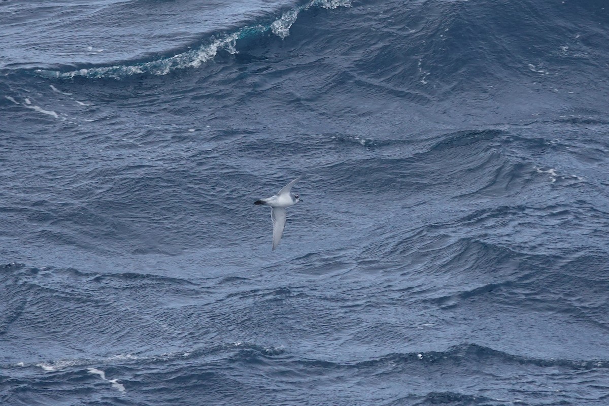 antarktishvalfugl - ML647098700