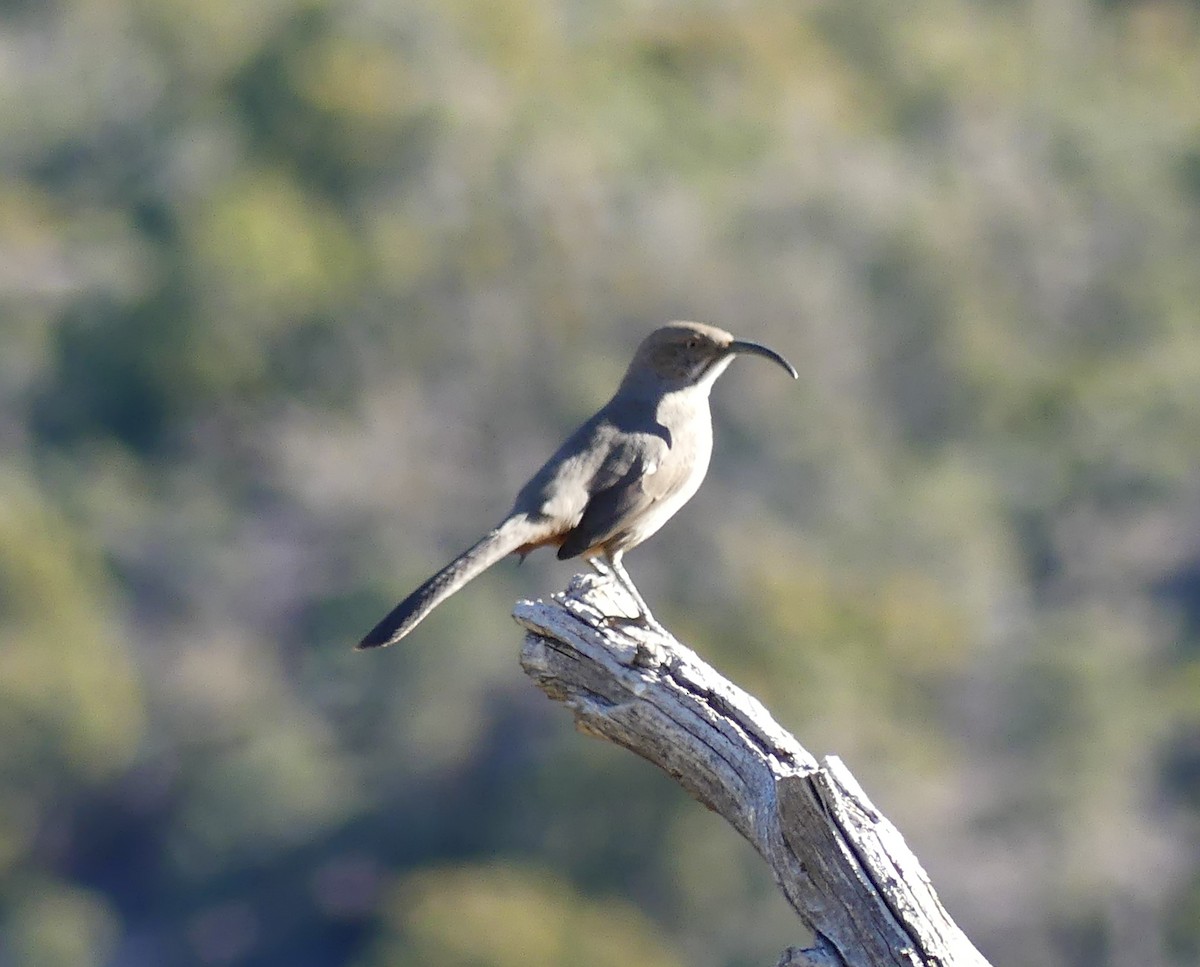 Crissal Thrasher - ML647098701