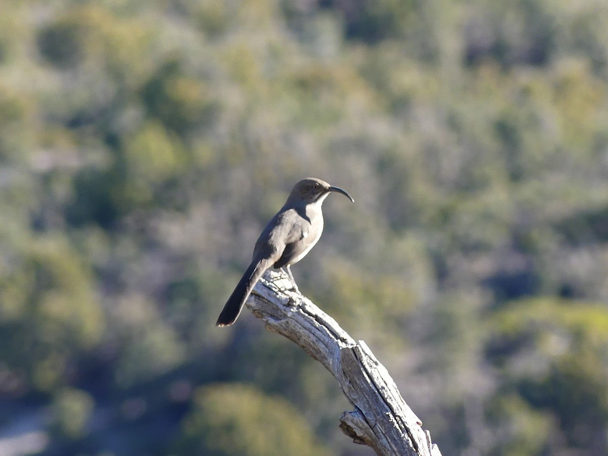 Crissal Thrasher - ML647098702