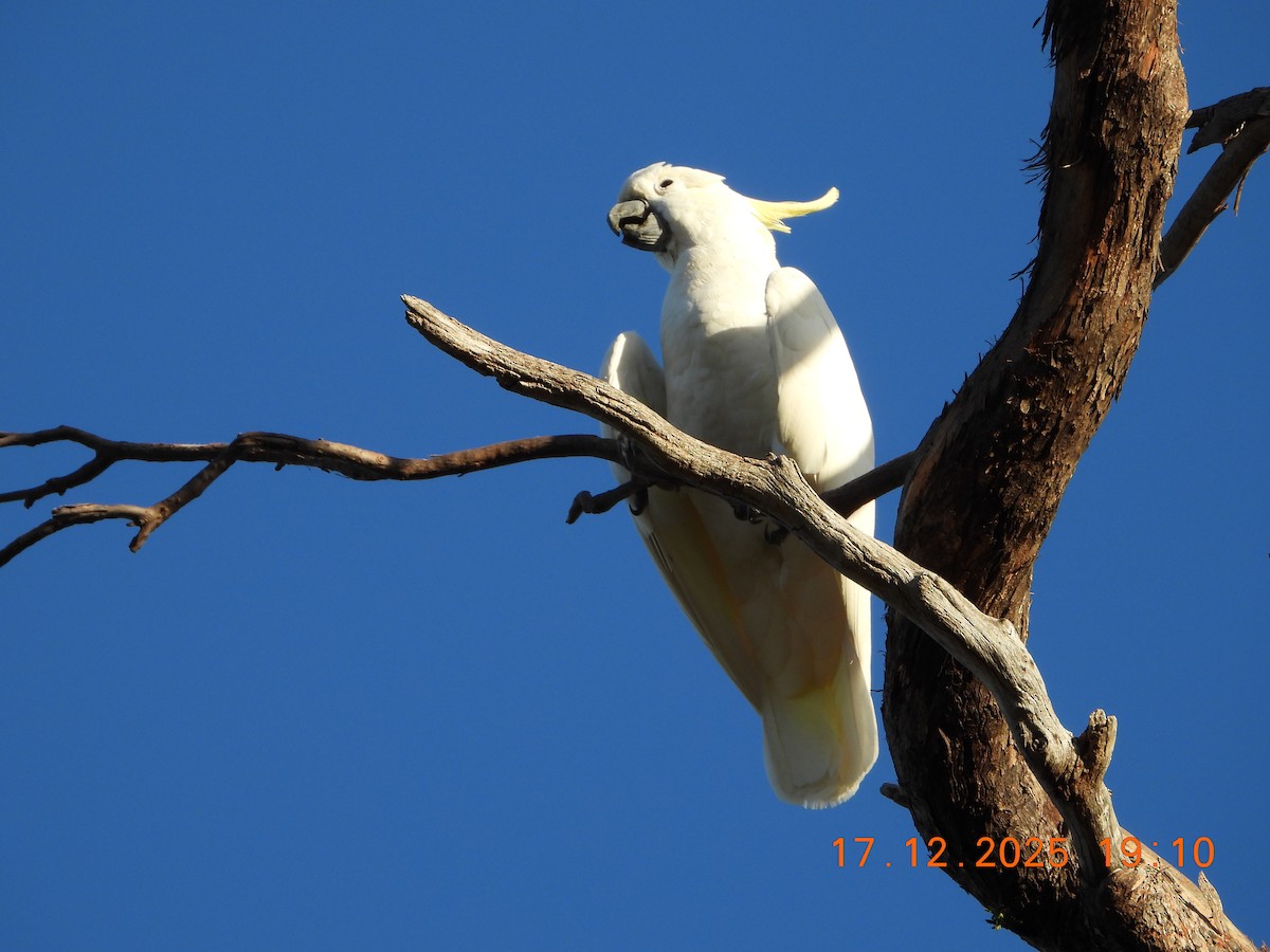 Какаду жовточубий - ML647098707