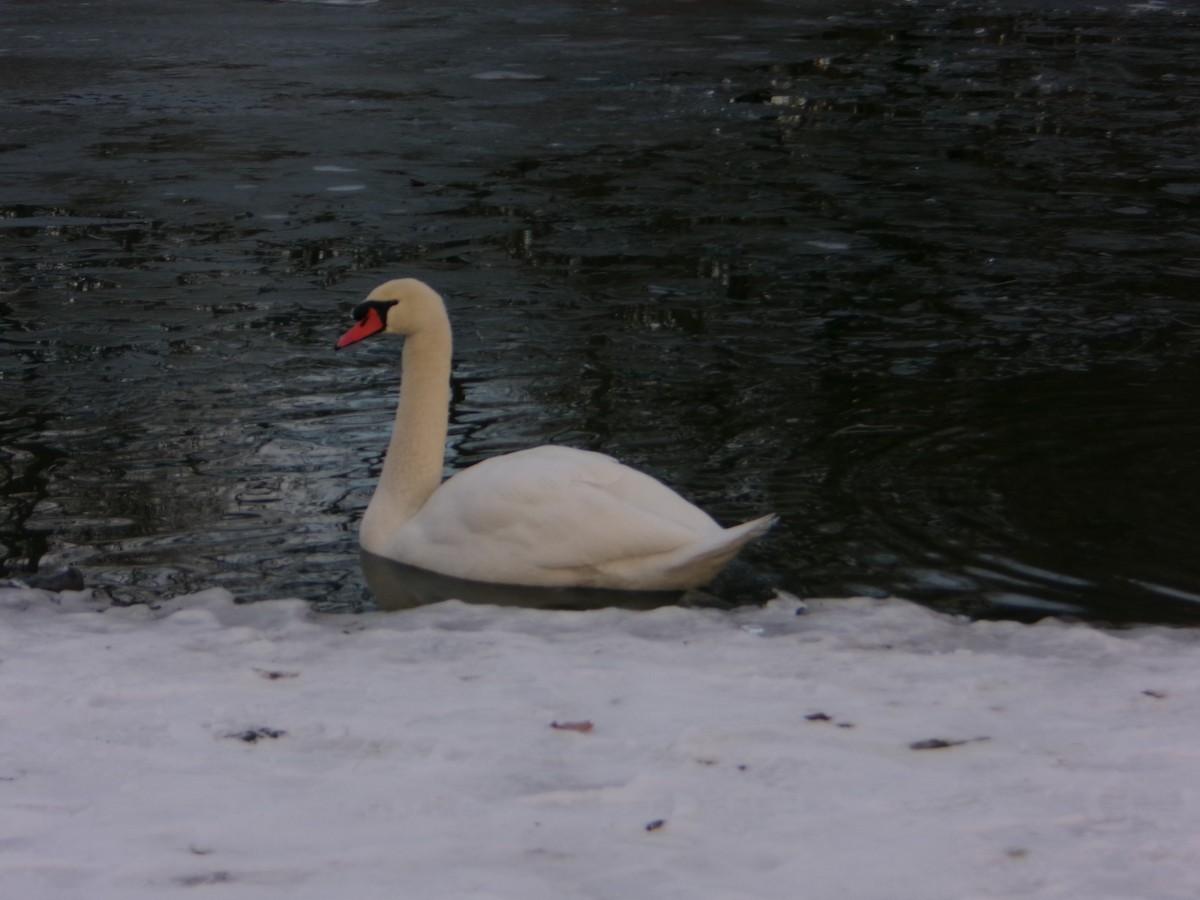 Cygne tuberculé - ML647098709