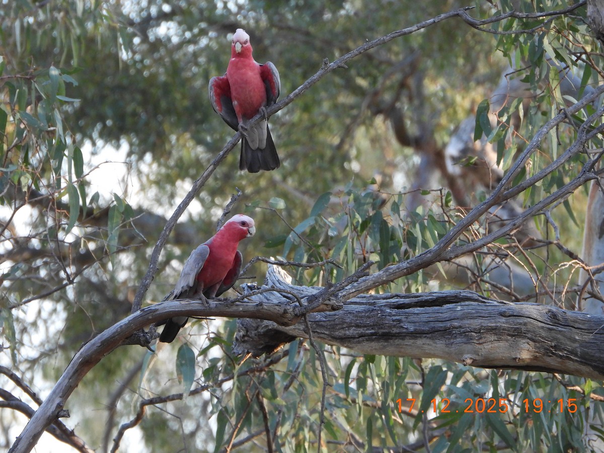 Cacatoès rosalbin - ML647098710