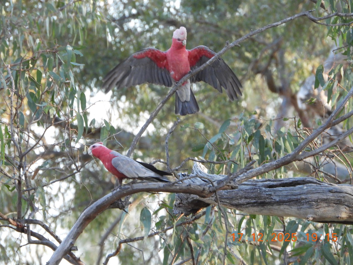 Cacatoès rosalbin - ML647098711