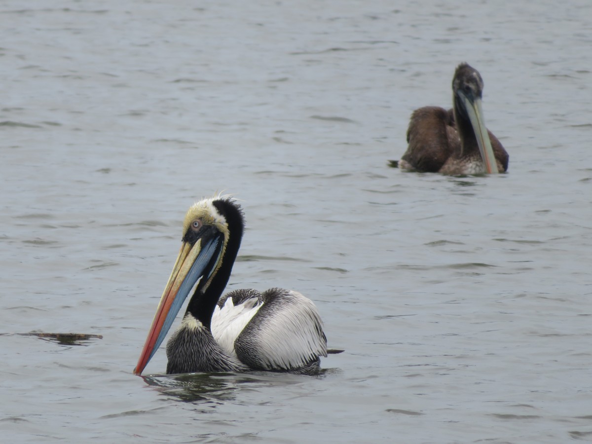 Pélican thage - ML647098712