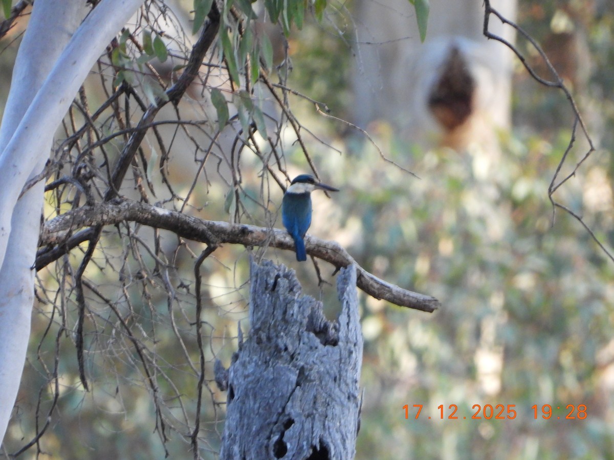 Martin-chasseur sacré - ML647098714