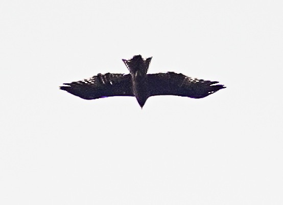 Aigle botté - ML647098719