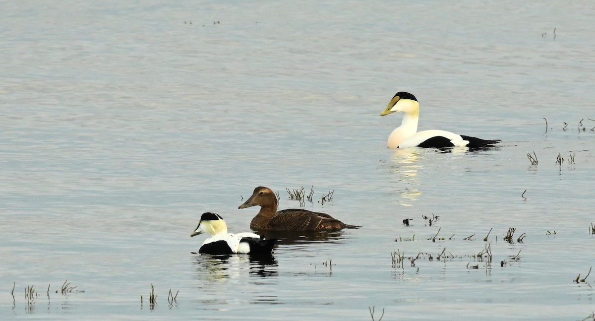 Eider à duvet - ML647098720