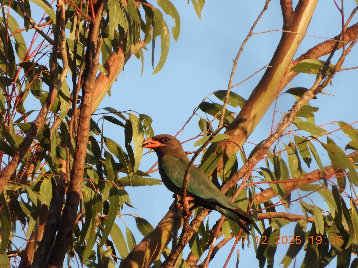 Rolle oriental - ML647098722