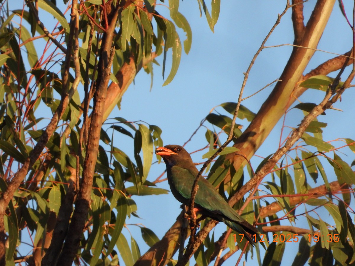 Rolle oriental - ML647098723