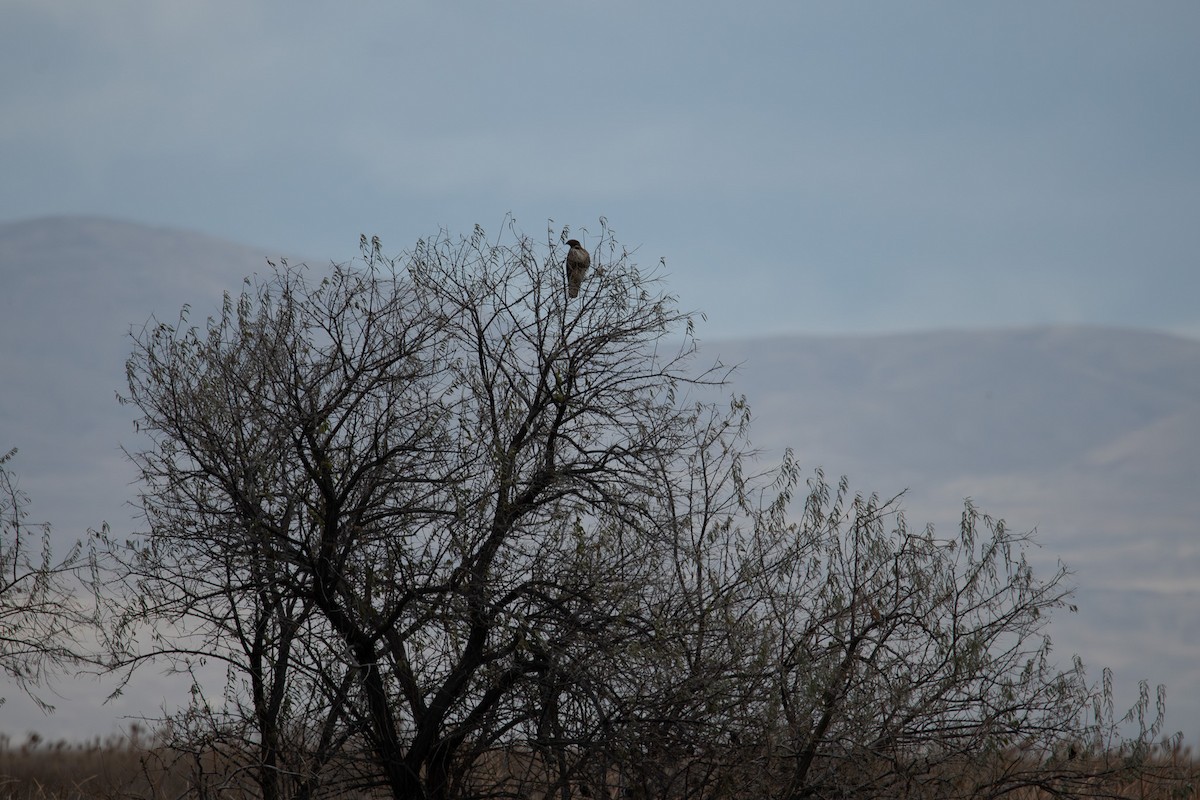 Buse à queue rousse - ML647098724