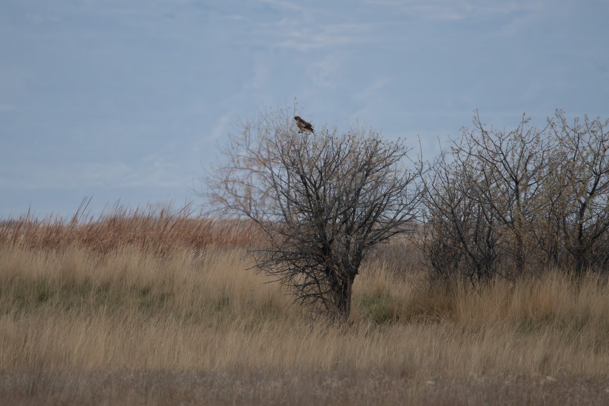 Buse à queue rousse - ML647098725