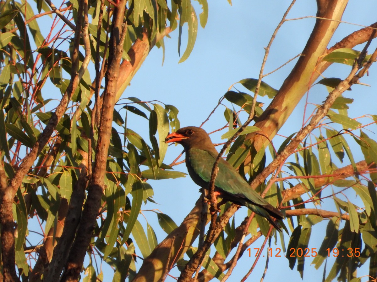 Rolle oriental - ML647098726