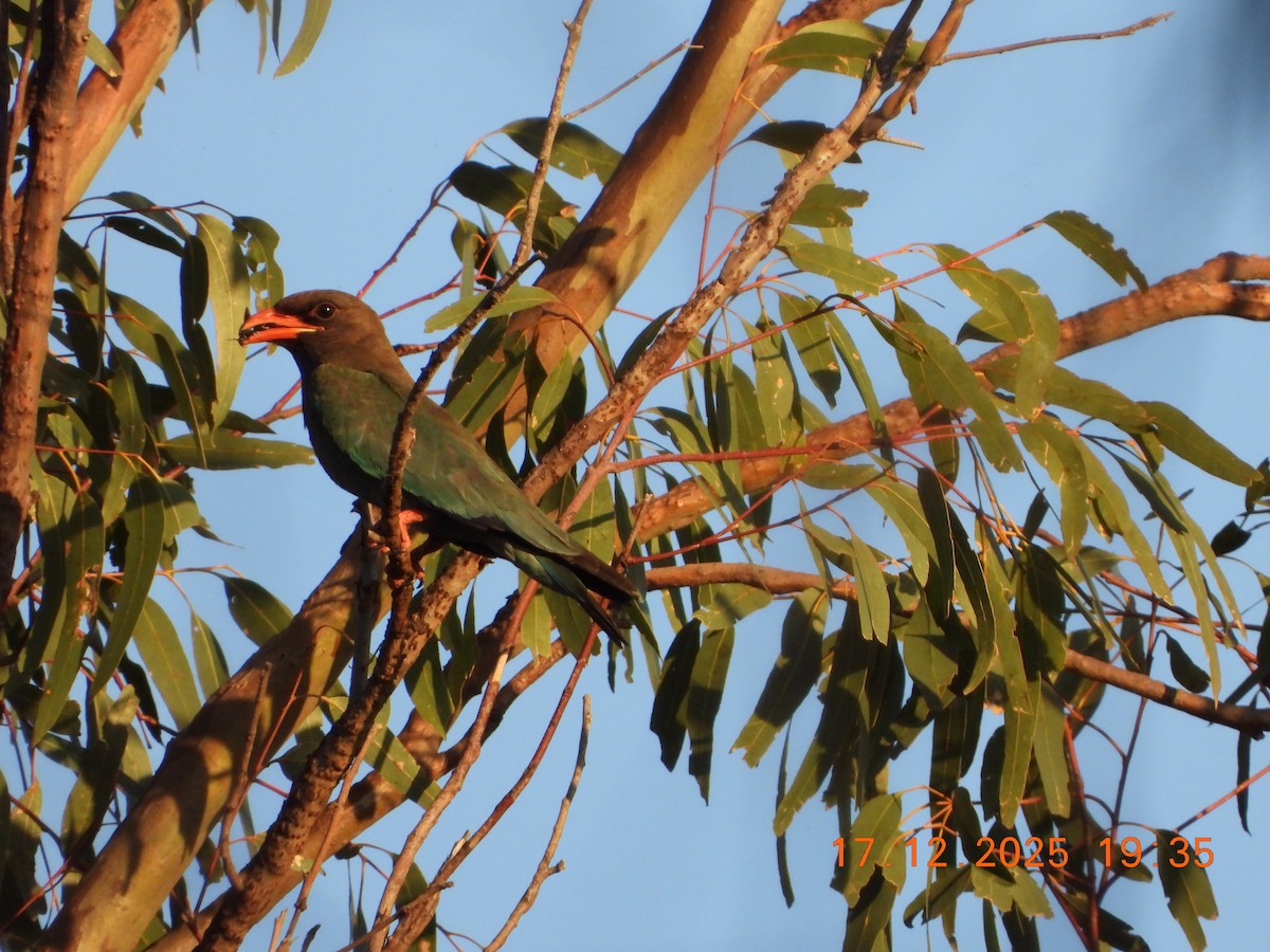 Rolle oriental - ML647098727